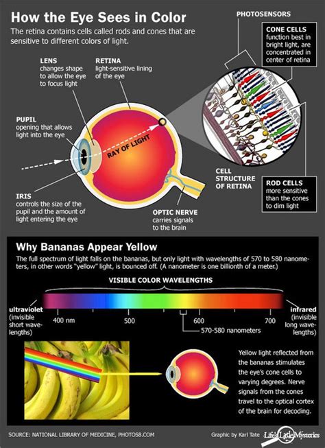 How Do We See Color We See Color Thanks To Specialized Receptors In Our Eyes Eye Facts