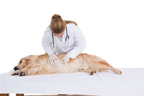 Abdominal Distension In Dogs Symptoms Causes And Treatment