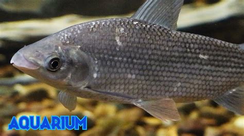 Sábalo 4K (Prochilodus lineatus) Sábalo jetón, Chupabarro, Barrero ...