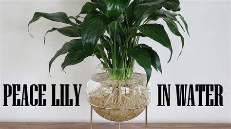 Peace Lily Growing In Water Youtube Peace Lily Plant Lily Plants