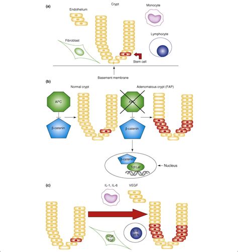 Colon Cancer Stem Cells Implications For Prevention And Therapy Trends In Molecular Medicine