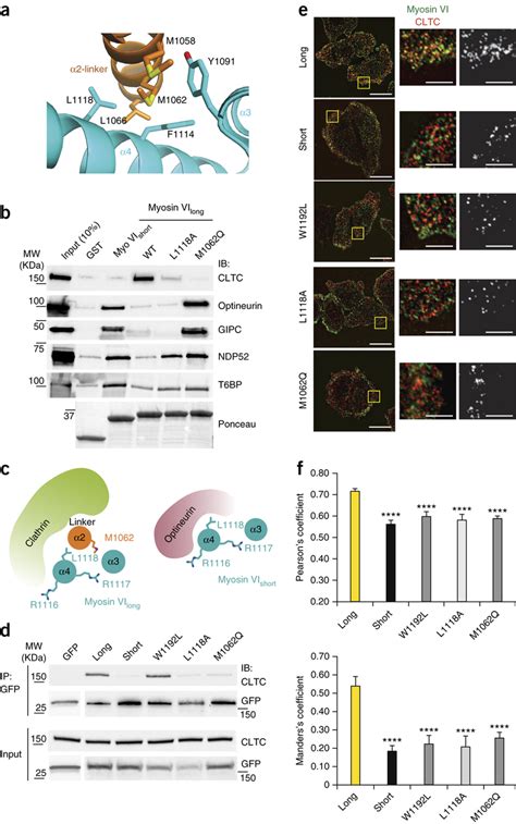 Myosin Vi Isoforms Have Mutually Exclusive Interactors A Expanded