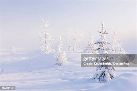 Alaska Birch Trees Photos and Premium High Res Pictures - Getty Images