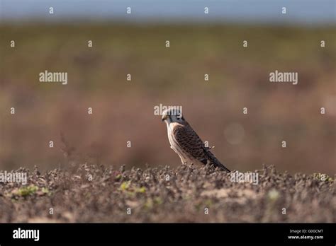 Female American Kestrel Bird Stock Photo Alamy