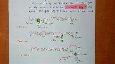 Transcription Class 12 Biology Notes Molecular Basis Of Inheritance Chapter 6 Youtube