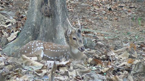 Sanjay Gandhi National Park, Mumbai - Entry Fee, Visit Timings, Things ...