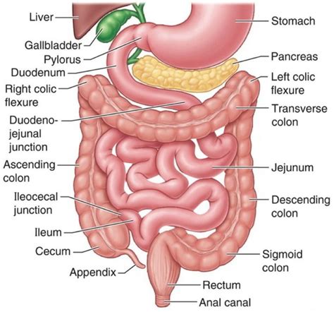 Jejunum – Earth's Lab