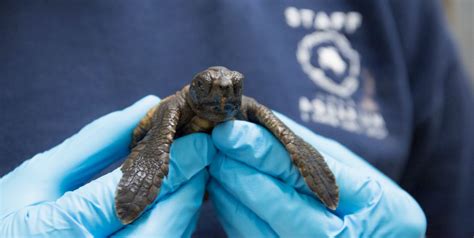 Loggerhead turtle hatchlings to be studied at Virginia Aquarium ...