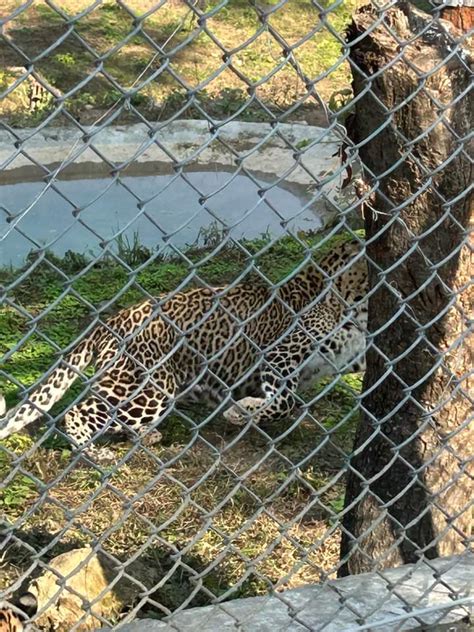 Jambu Zoo Roars To Life With Arrival Of Lions And Tigers The System Files