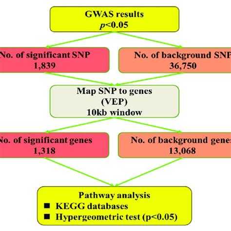 PDF Genome Wide Association Study And Pathway Analysis For Heterophil