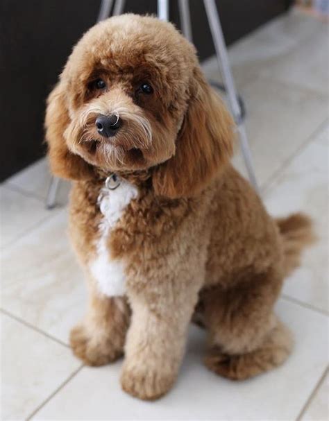 Aussie Doodle Teddy Bear Cut : What To Tell Your Groomer To Get That Perfect Doodle Haircut ...