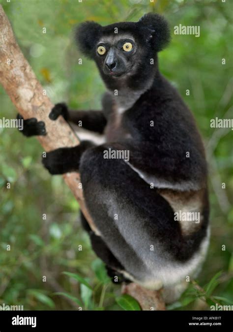 immature indri indri indri lemur  eastern madagascar  indri