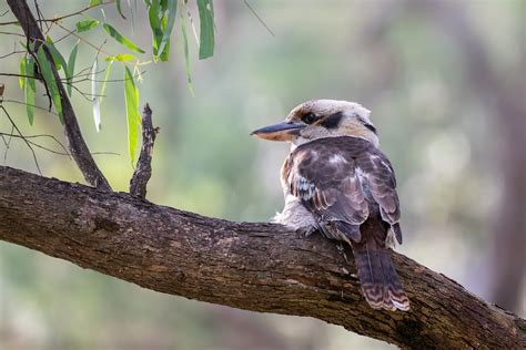 Laughing Kookaburra Free Photo On Pixabay Pixabay