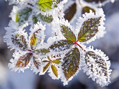 Proteggi Le Piante Dal Gelo Invernale Dolcevita