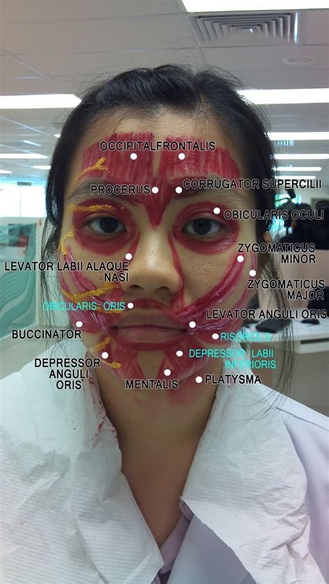 WizDent: Muscles of Facial Expression & Facial Nerve (Clinical Session)