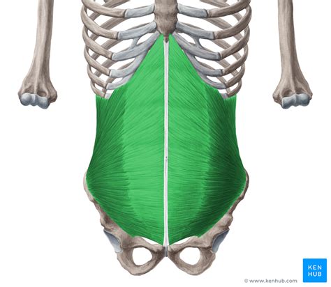 Rectus Abdominis Kenhub Sexiz Pix