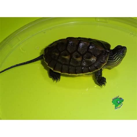 Chinese Golden Thread Turtle - babies - Strictly Reptiles Inc.