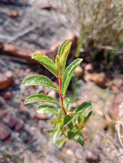 Cape Hibiscus From Sarah Baartman District Municipality South Africa