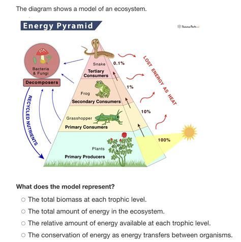 Solved The Diagram Shows A Model Of An Ecosystem Energy Pyramid 88 Sciencefactsnot What Does