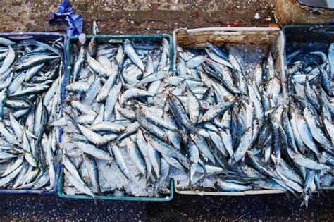 Pesca Da Sardinha Reabre Na Feira Mas Limites O Figueirense