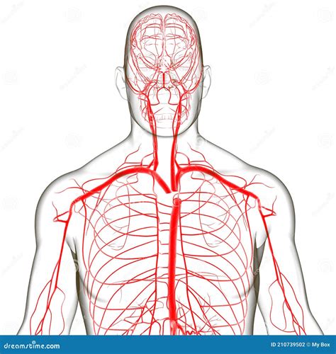 Arterias Y Venas Humanas Para El Concepto M Dico D Stock De