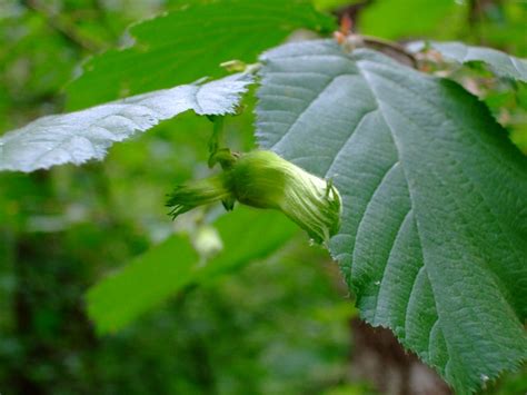 Beaked Hazelnut, Corylus cornuta | Native Plants PNW