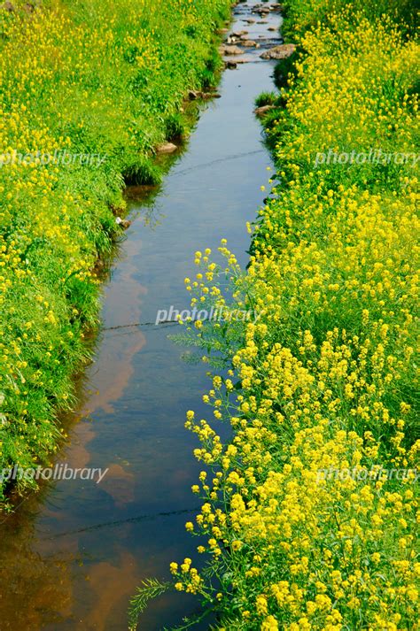 春の小川 写真素材 3861695 フォトライブラリー Photolibrary