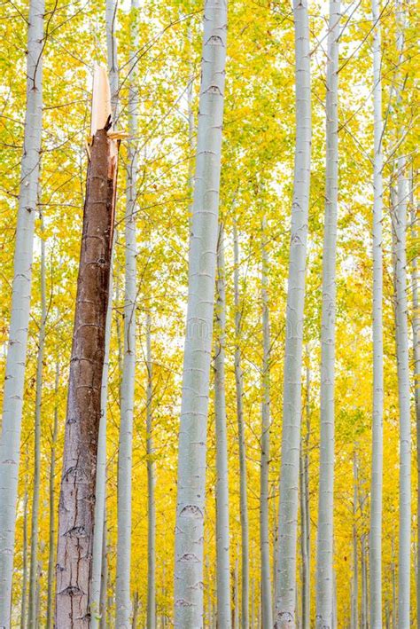 Broken Poplar Tree On A Tree Farm In Oregon During Fall Stock Image