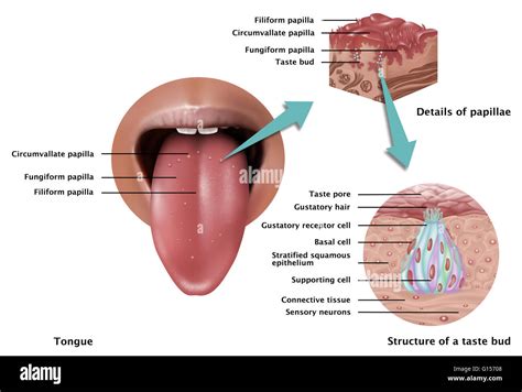 Base Of Tongue Anatomy - Anatomical Charts & Posters