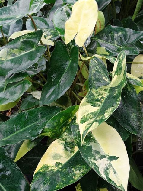 Very Rare Philodendron Burle Marx Albo Variegata Phi Buv Unusual Plants Plants Variegated