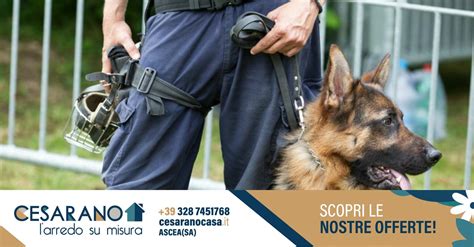 Cani Dei Carabinieri Fiutano Droga In Un Bar Di Auletta Giornale Del