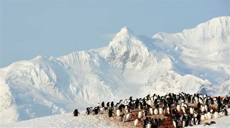 Hurtigruten Cruises Antarctica, Norwegian Coastal Express world’s most ...