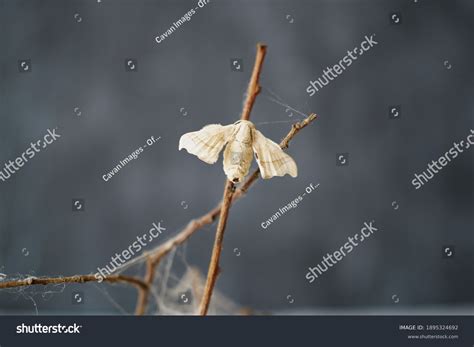 Silkworm Cocoons Images Stock Photos Vectors Shutterstock