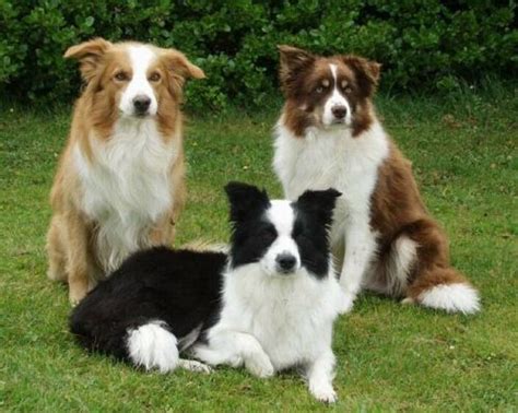 Border Collie Dog Breed Information Images Characteristics Health