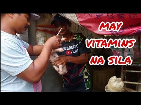 Naturukan Na Ang Mga Biik Ng Vitamins Para Lumakas At Mabilis Silang