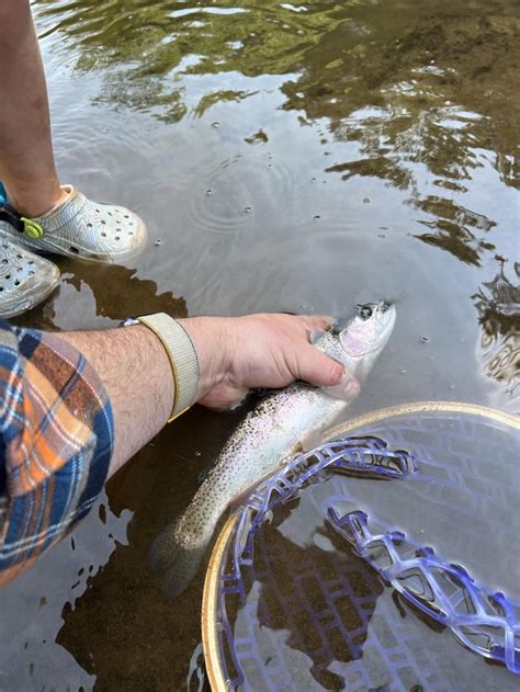 Fly Fishing Blue Lake And Rivers Of Ford Pinchot National Forest R