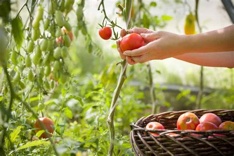 How To Plan A Vegetable Garden Complete Guides