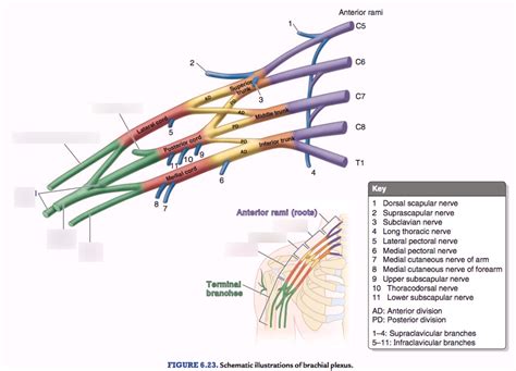 Diagram Of Major Nerves Of The Upper Limb Quizlet