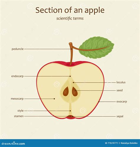 Parts Of An Apple Fruit