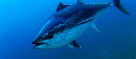 The Speedy and Giant Atlantic Bluefin Tuna | Critter Science