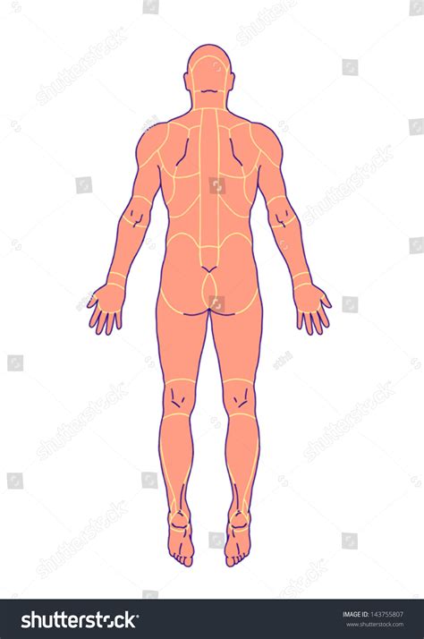 Drawing Medical Didactic Board General Anatomy Stock Vector Royalty