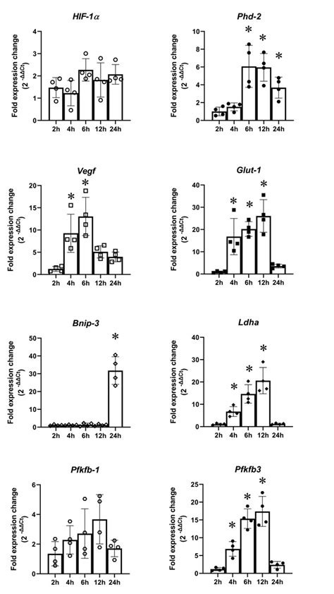 Gene Expression In PC12 Cells Subjected To Oxygen Glucose Deprivation