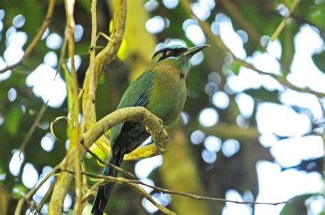 Belize Birds