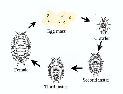 The Complete Guide to Mealybugs - Pest Prophet Blog