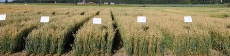 Oat Types and Classifications | Yara UK