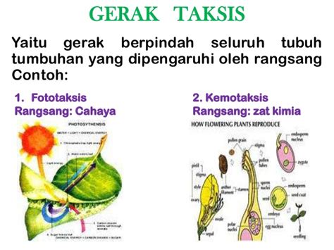 Macam Gerak Pada Tumbuhan Dan Contohnya Riset