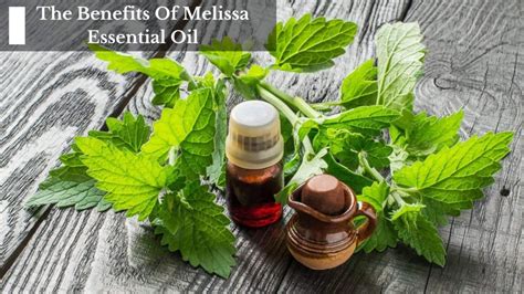 The Benefits Of Melissa Essential Oil