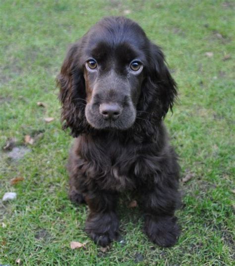 Chocolate Cocker Spaniel