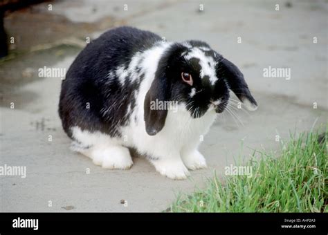 Black And White Lop Eared Rabbit Stock Photo 2695842 Alamy