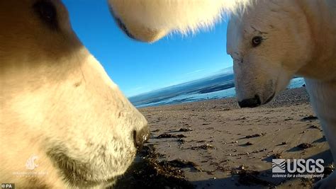 Polar bears at greatest risk of extinction than ever, study claims ...